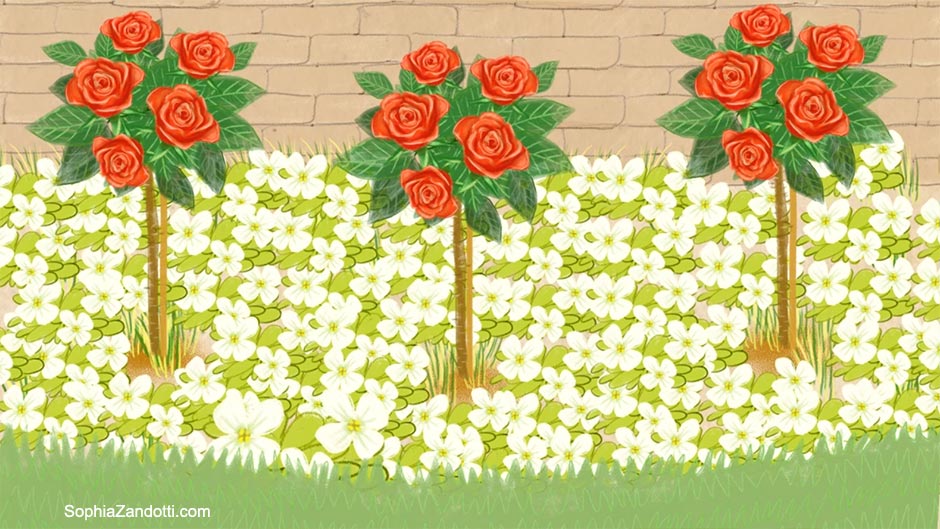 plantes_vivaces_rosiers_illustration_zandotti illustration zandotti illustratrice freelance paris pastel vidéo illustrée